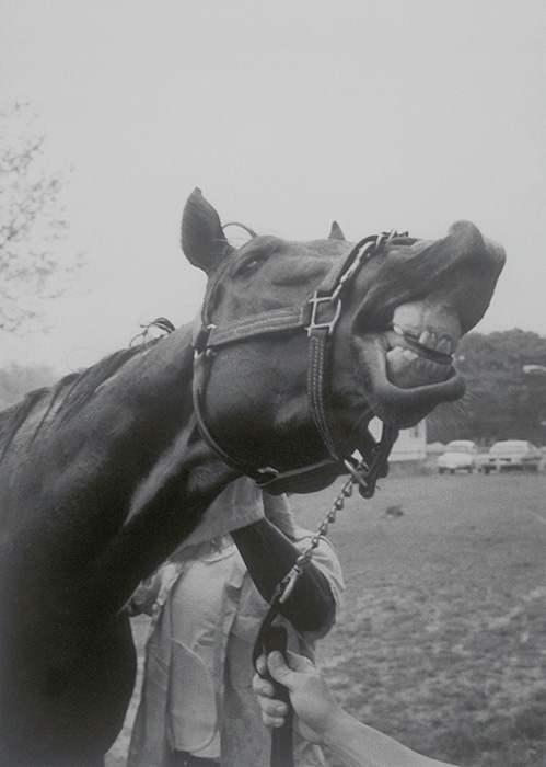 Alydar fooling around. Copyright Getty Images