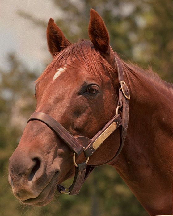 Alydar portait. Copyright 1989 Michael J. Marten courtesy of Gallery of Champions.