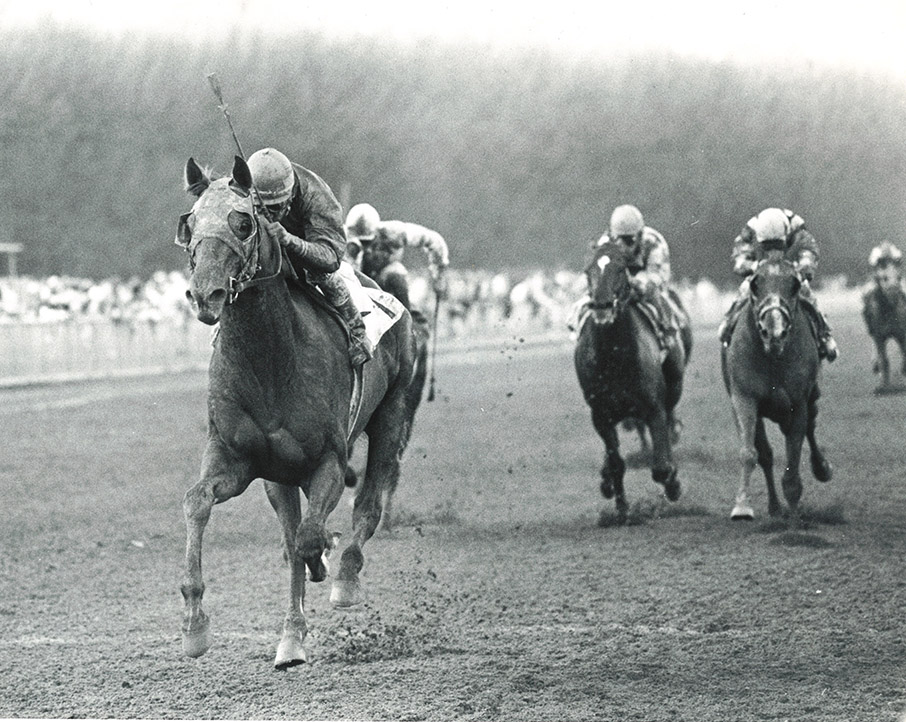 Alydar wins the 1978 Flamingo stakes. Photo courtesy of Jim Raftery