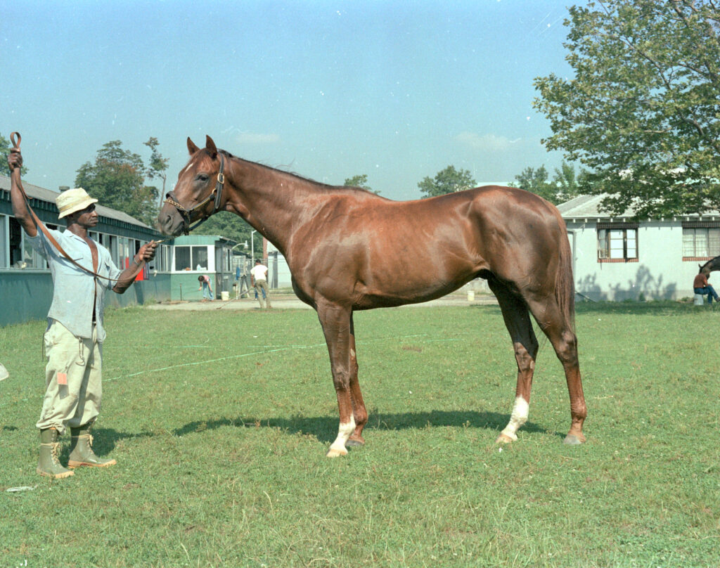 Clyde Sparks holds Alydar in the classic confirmation position. Photo courtesy of Bob Conglianese.